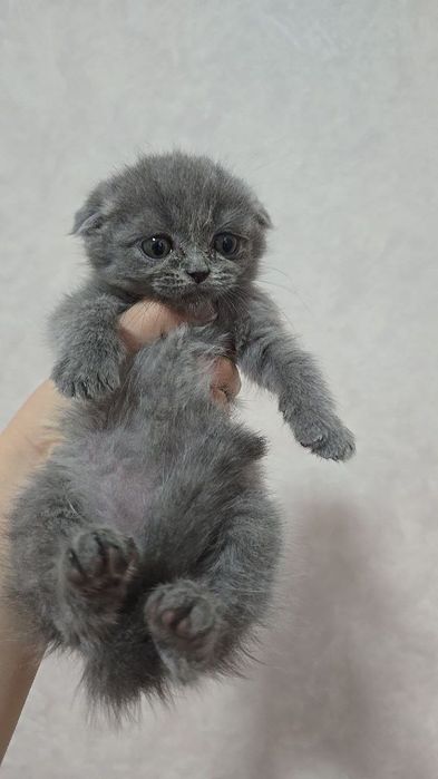 Шотландский девичка и мальчик