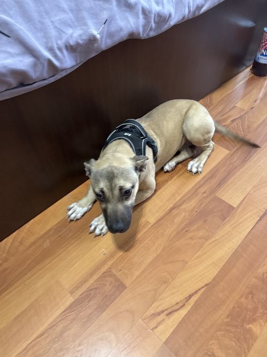 Vand catelusa cu varsta de 6 luni