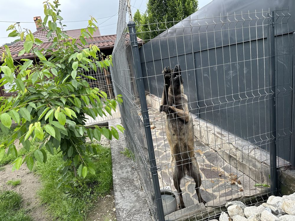 Femelă ciobănesc belgian malinois