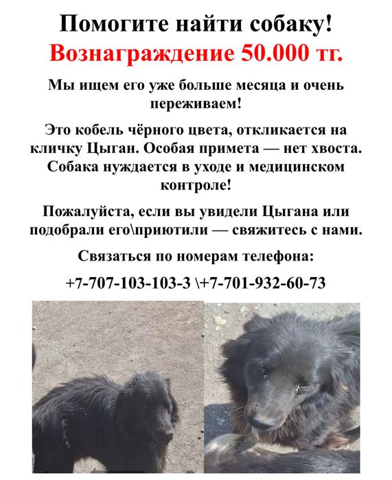 Помогите найти собаку