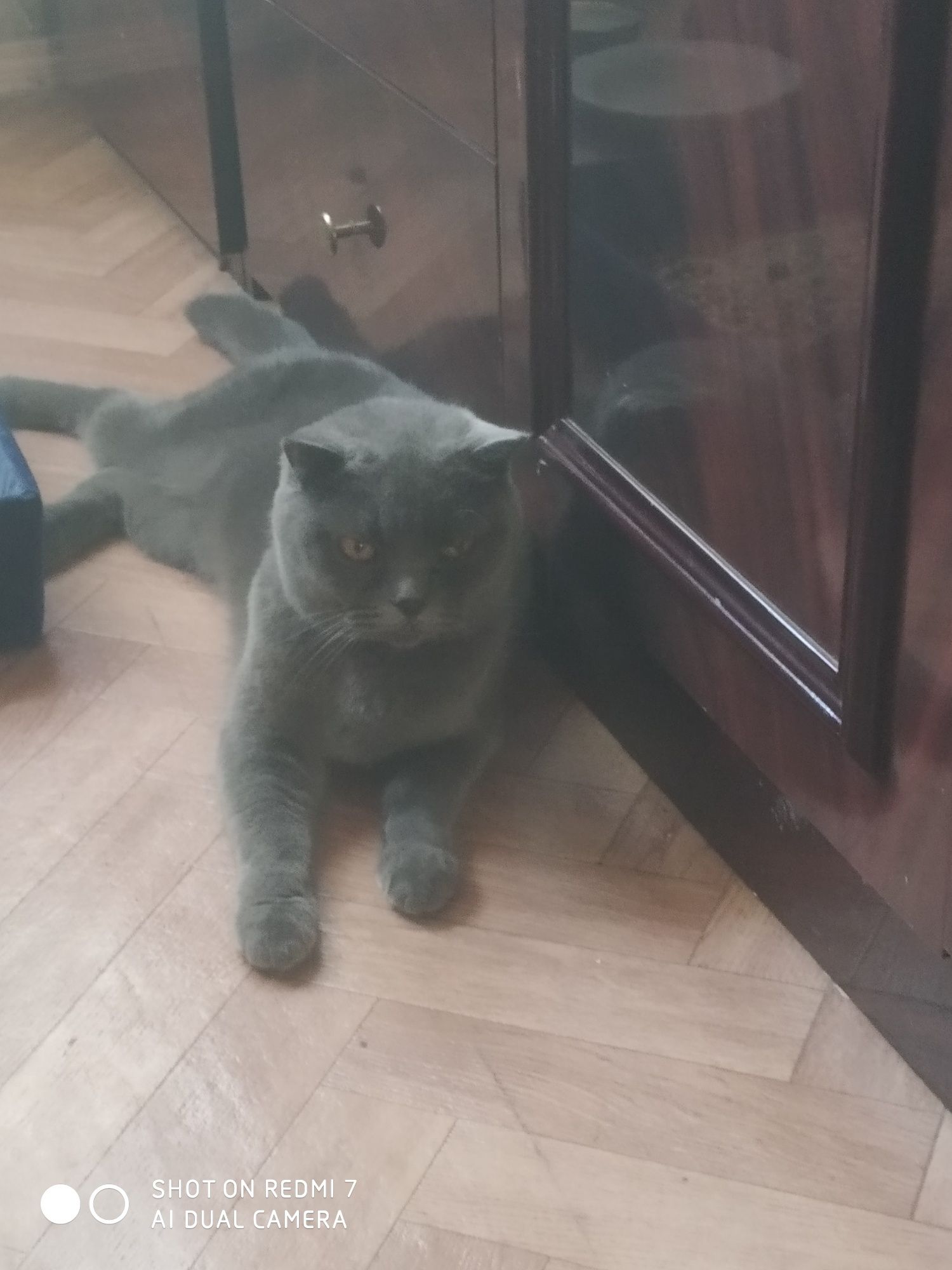 Кошка скотиш фолд