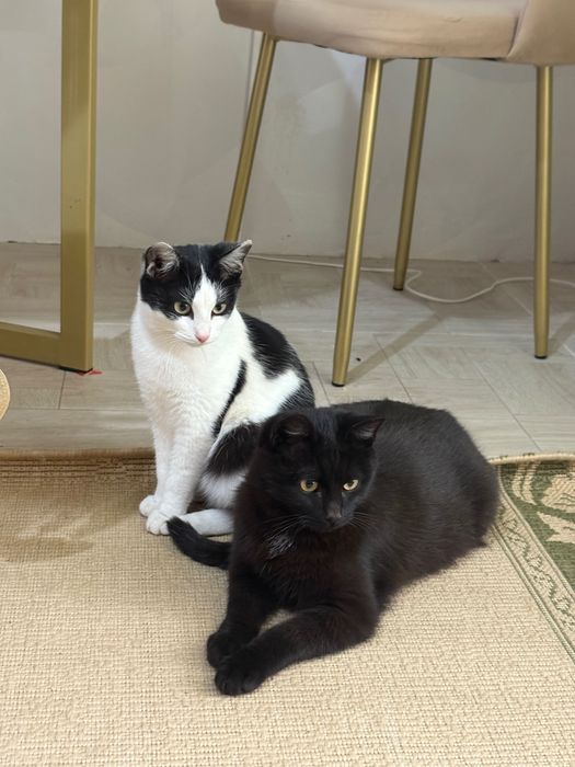Отдам котят очень умные к лотку приучены