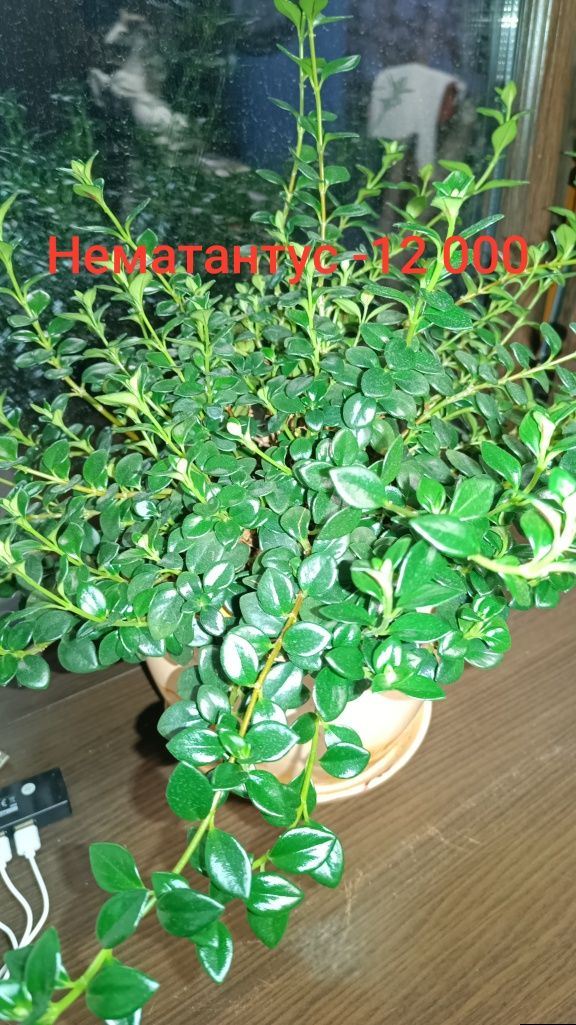 Комнатные растения