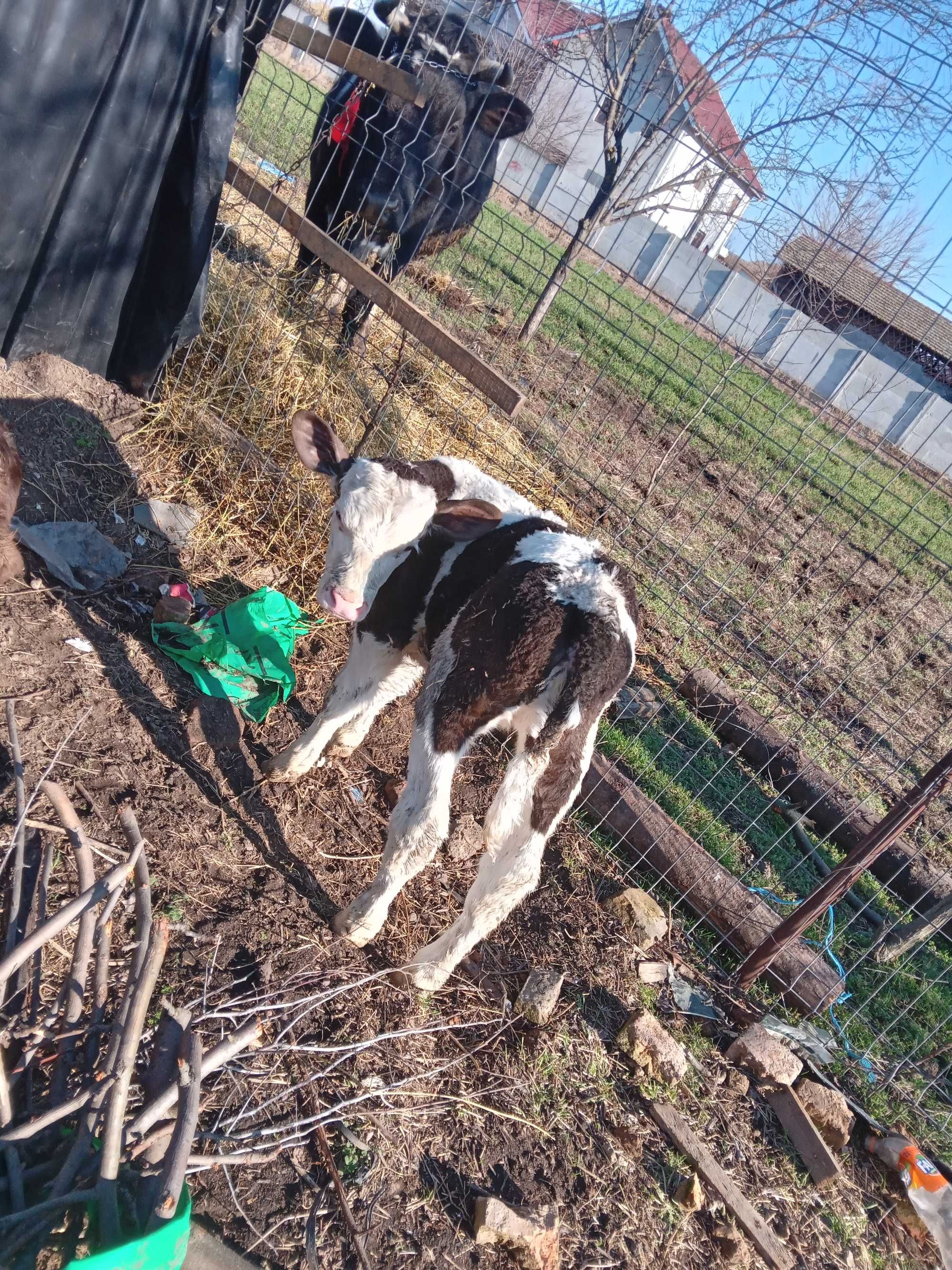 Vand vaca impreuna cu vitel de aproximativ o luna