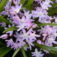 Весенние первоцветы пионы лилейники