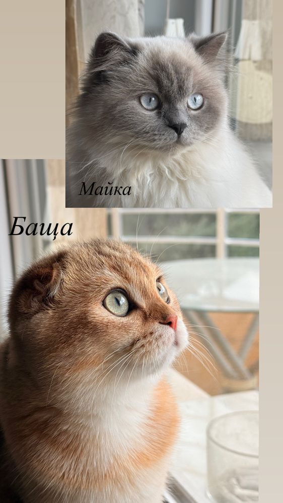 Британски котета-смеска