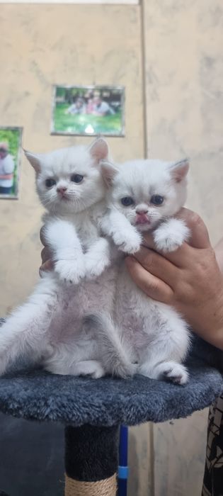 Котята  шиншилла чистокровные