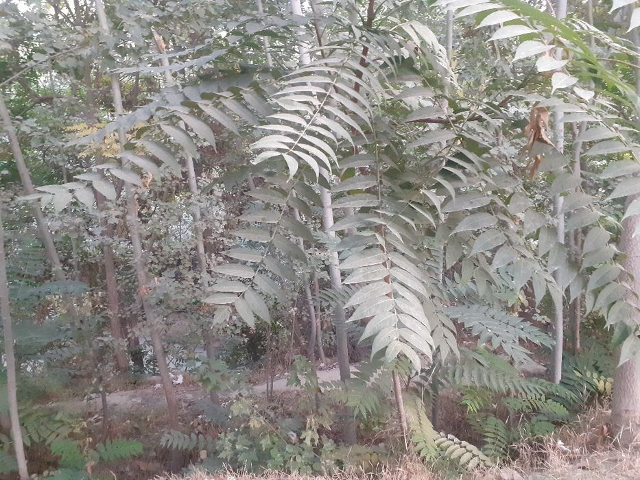 Avval qishlog‘idagi uy sotiladi