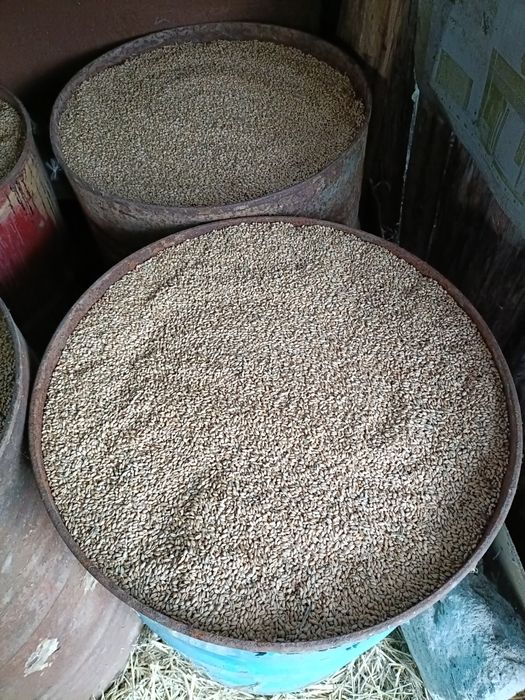 Vând Triticale producție 2025