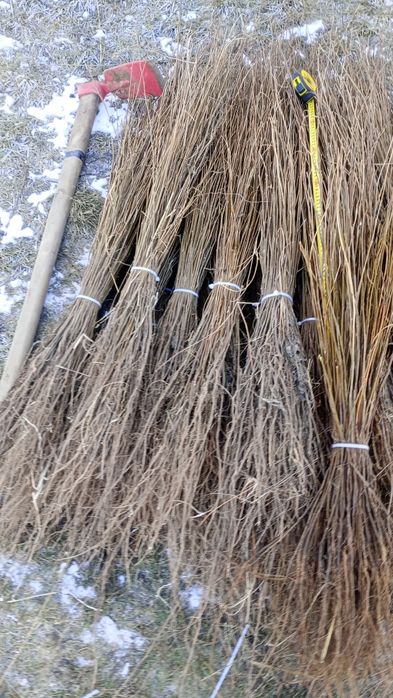 puieți forestieri pentru ampadurire pentru terenurile degradate