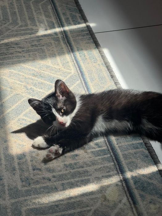 Котик молодой ищет дом