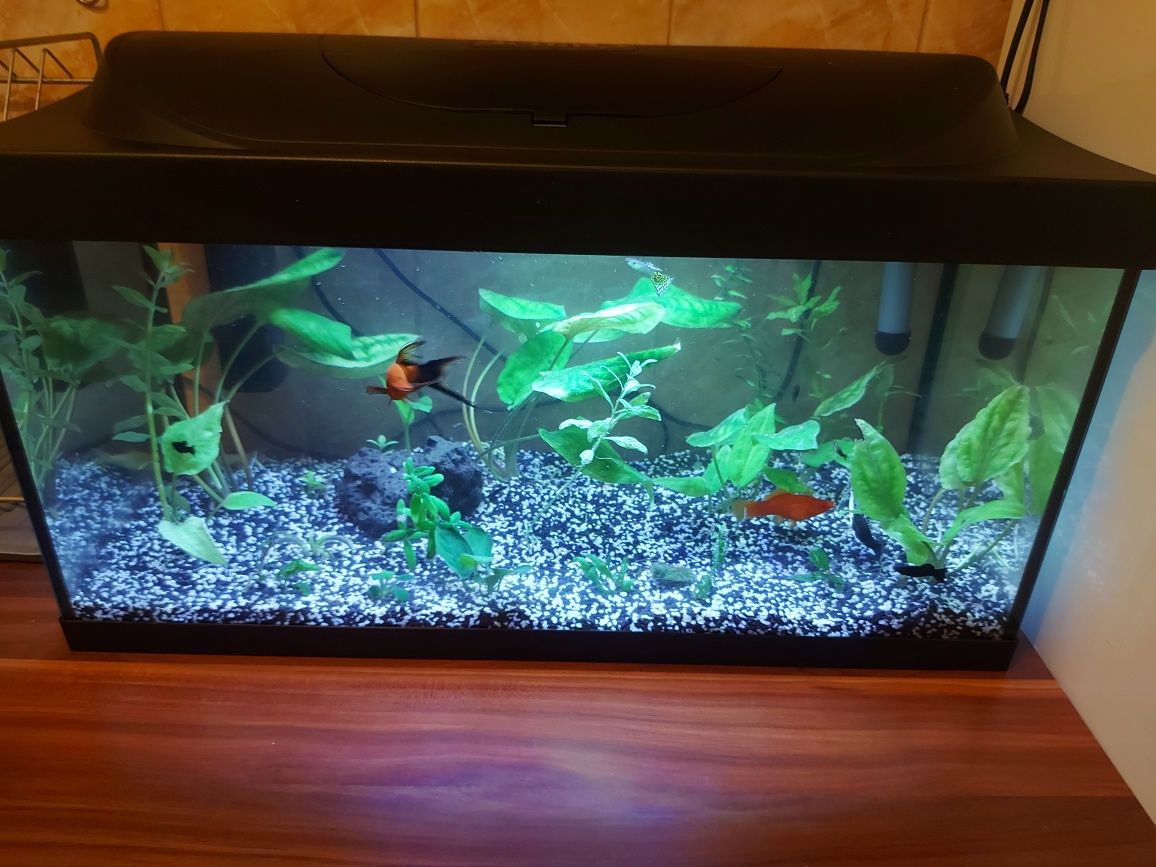 Acvariu tetra 60l