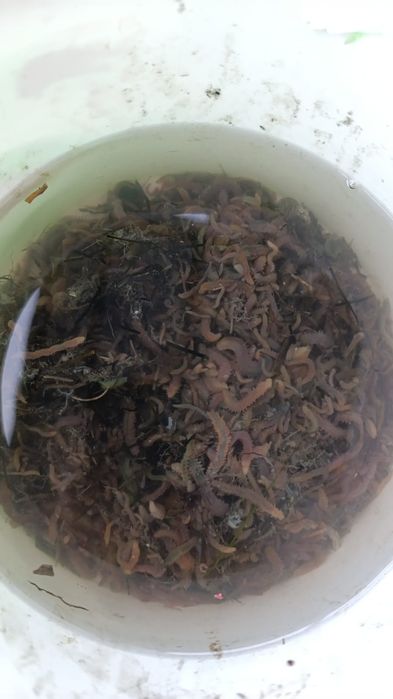 Морские черви для рыбалки