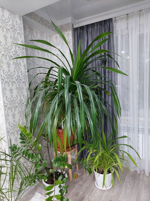 Пальма большая красивая