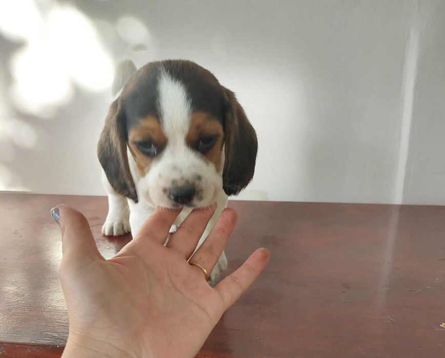 Куче порода Бигъл