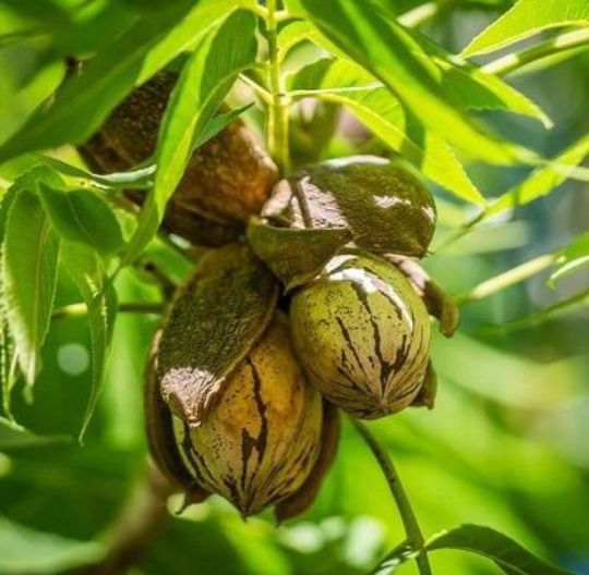 Nuc Pecan (Soiul Texan )