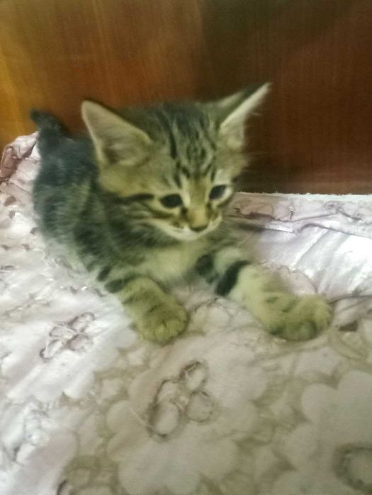 Отдам даром котят в хорошие добрые руки