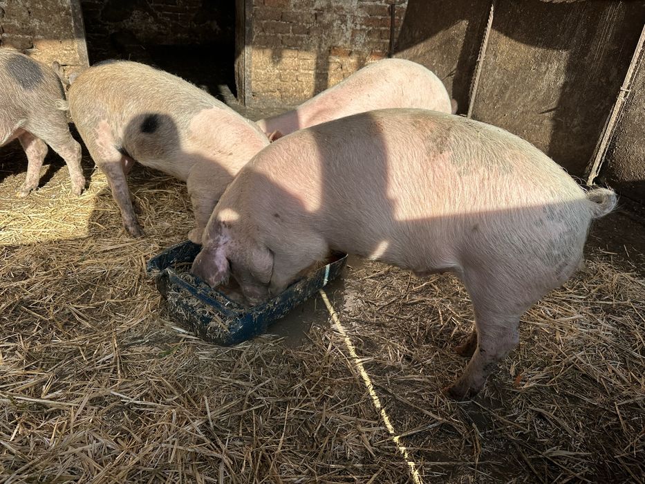 Хубави домашни прасета