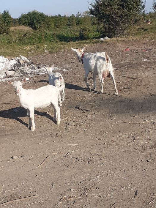Vând capre bune de lapte