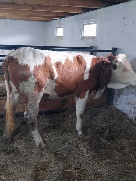 Vând Junincă Bălţată Românească