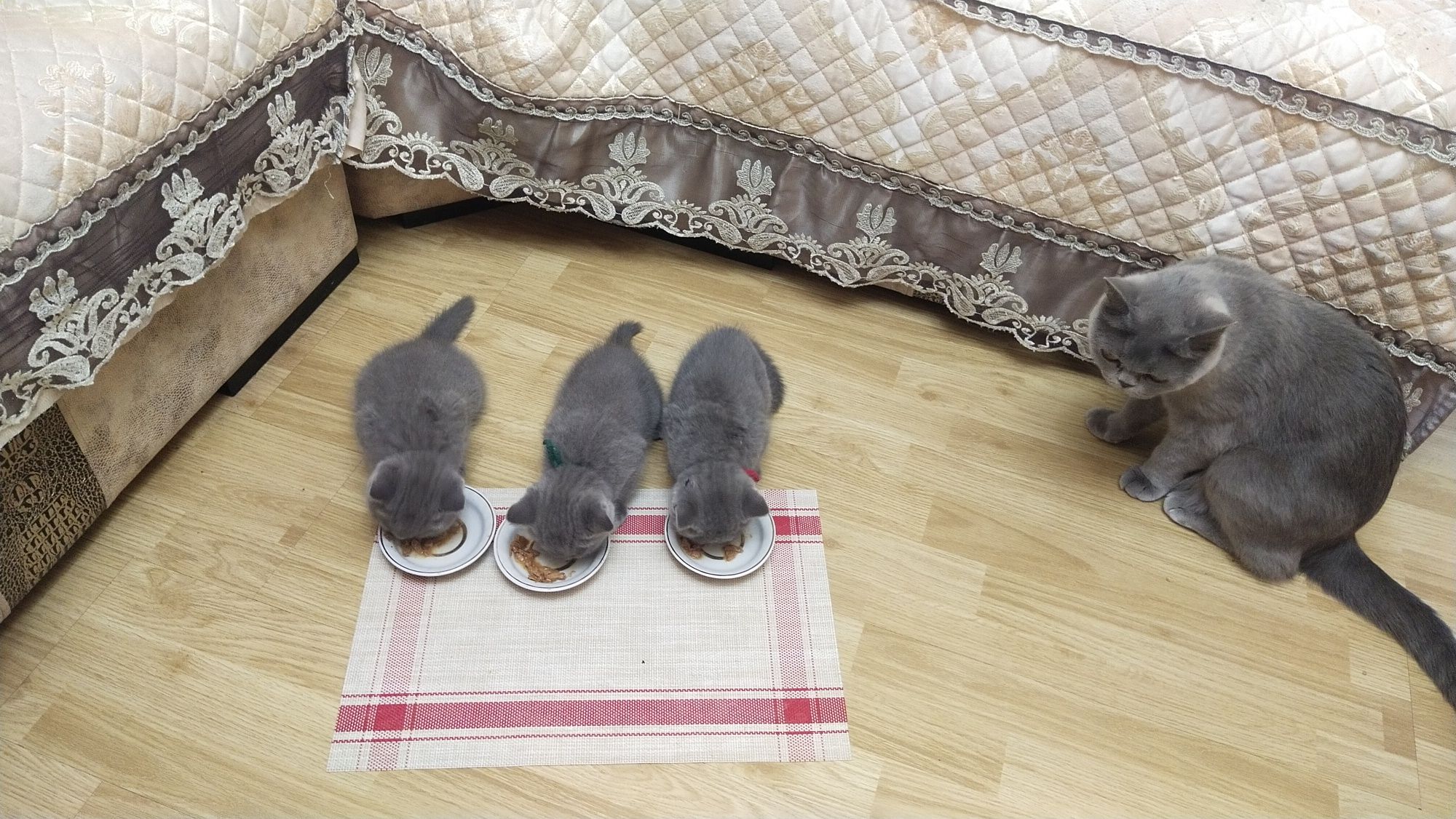 Котята - британцы.
