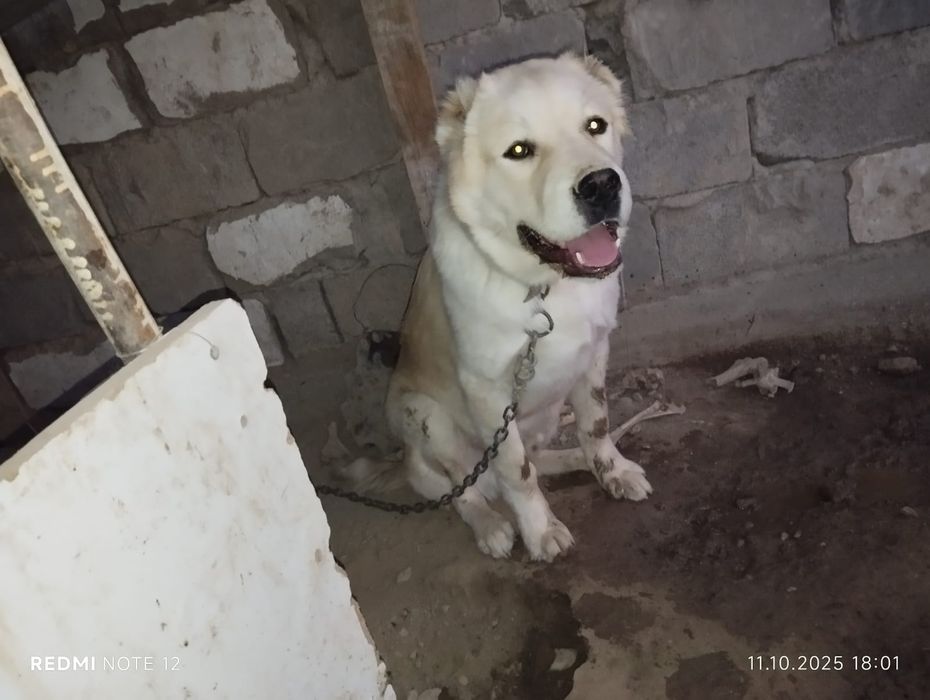 Алабай күшік пародасы жақсы