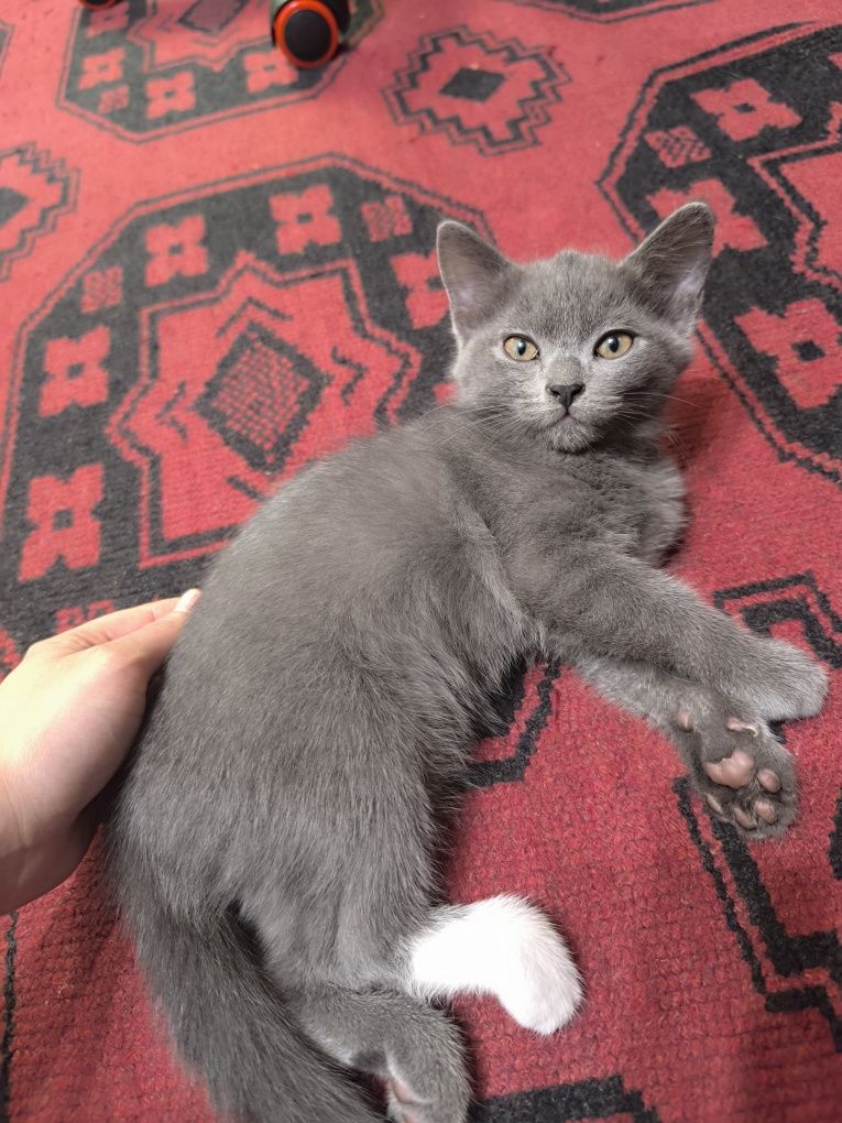 мальчик в добрые руки