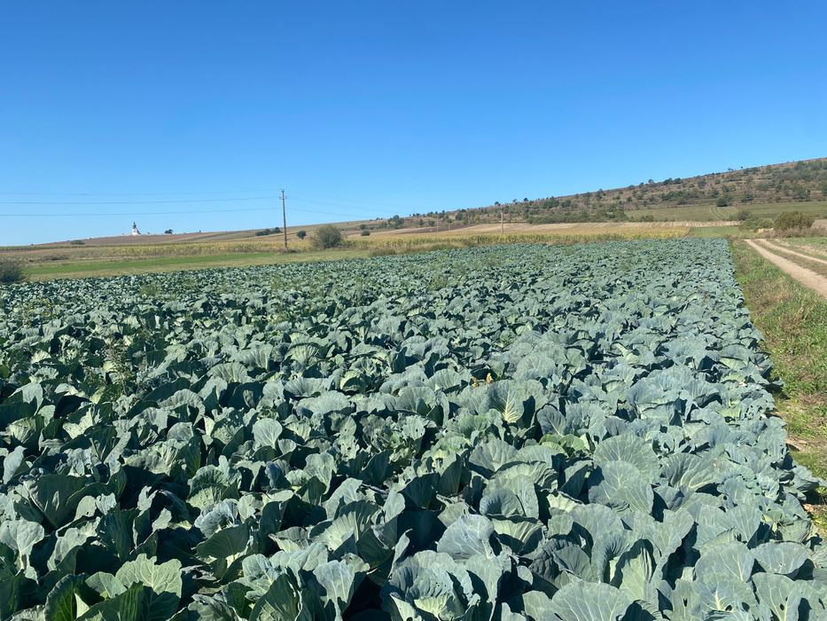 Varza plata de toamna