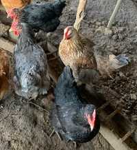 яйца от Катунски кокошки, Брама и Пекински патици