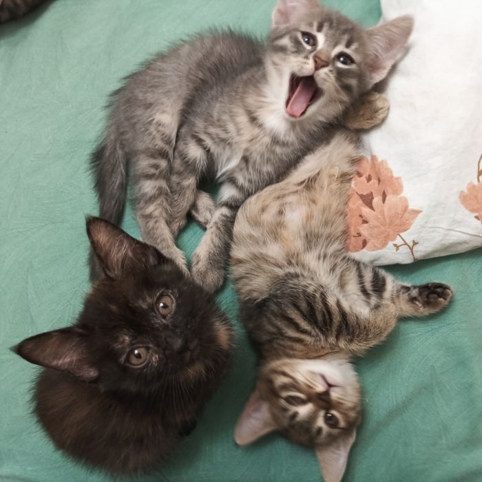 Котята ищут новый дом
