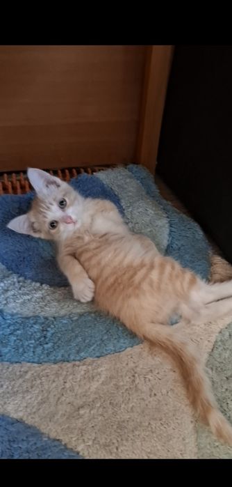 Голубоглазый рысенок Персик в добрые руки!