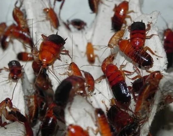 Кормовые тараканы :туркменские тараканы и зафобасы