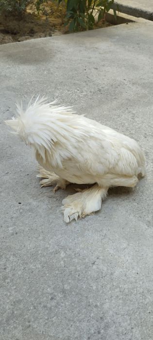 товук тоза зот чатишиб кетмаган