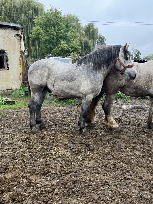 Armăsar în vârtă de 3 ani