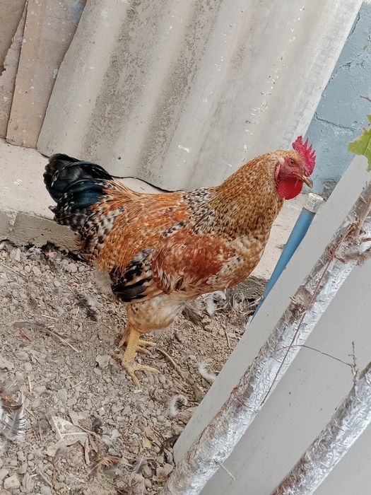 Бакувват огир гушдор  Xo'roz sotiladi. Damashniy uyda boqilgan jo'ja