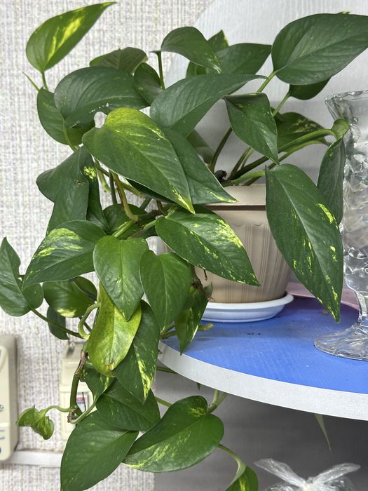 Продам цветок эпипремнум 3000