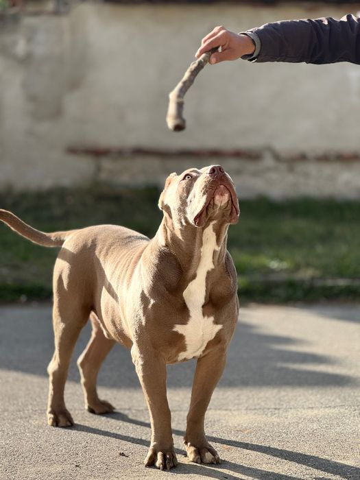 Американсо були хл