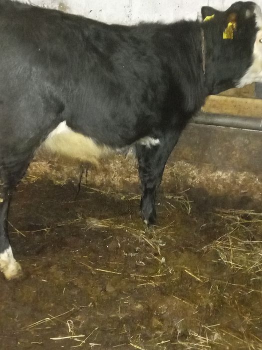 Vând tăuraș de 5 luni înțărcat