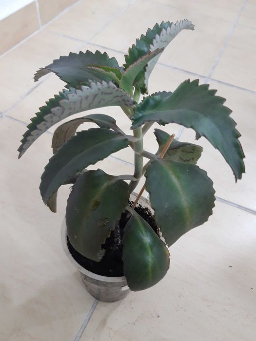 Продам комнатное лечебное  растение -каланхоэ