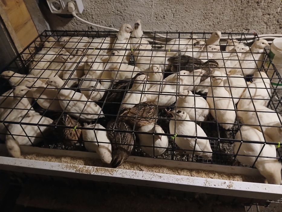 Prepelițe 5 săptămâni