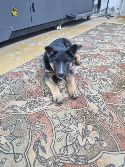 Овчарка бесплатно