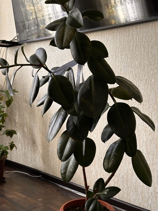 Продам фикус комнатнный