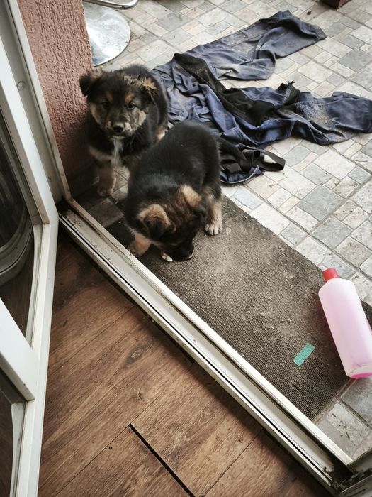 Donez căței  unu sau amândoi .