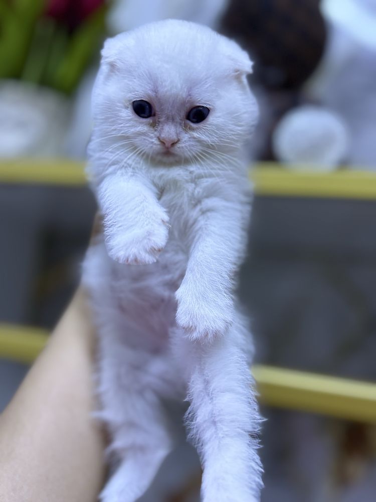 Скотч шот шиншилла