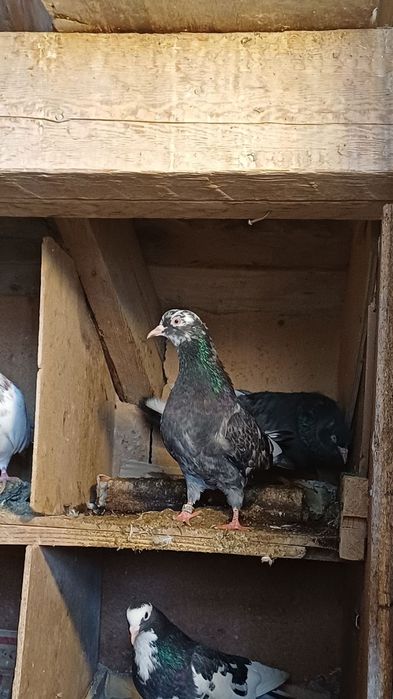 30 броя гълъби.  .