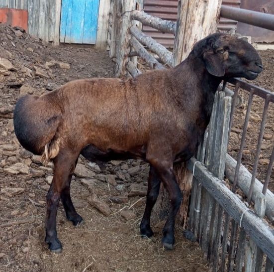 Продам чистокровного Гиссарского кошкара