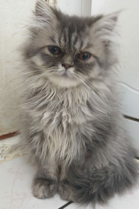 Pisici deosebit de frumoase