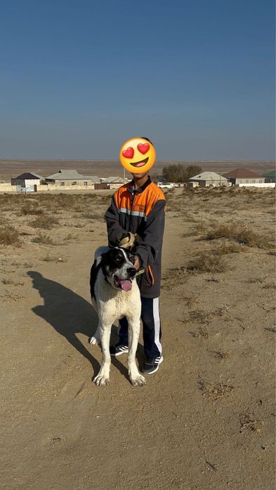 еркек алабай сатылады