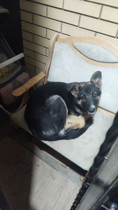 Пропала собака по кличке "черный"