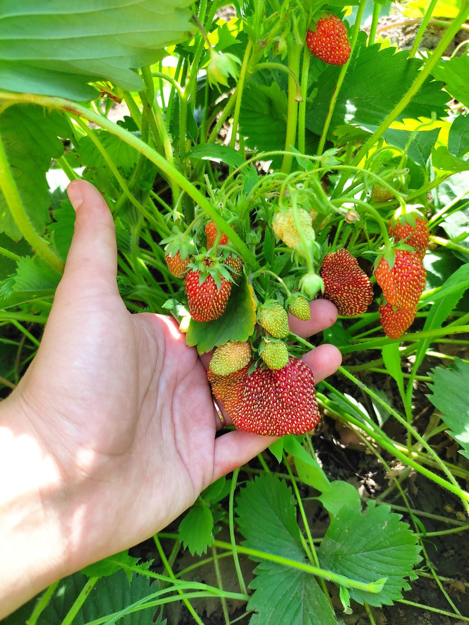 Продам саженцы клубники, местные